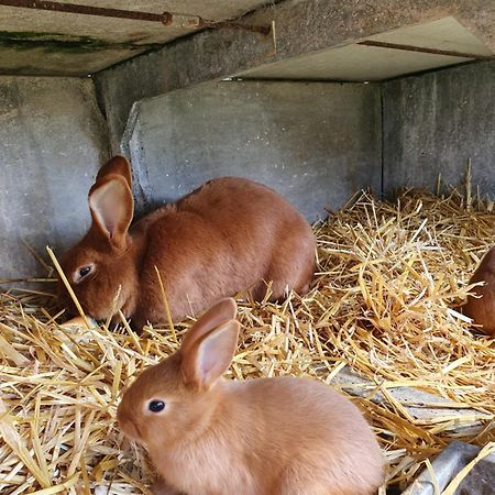 La Ferme De Lec'H Hameury Bed & Breakfast Plestin-les-Greves Luaran gambar