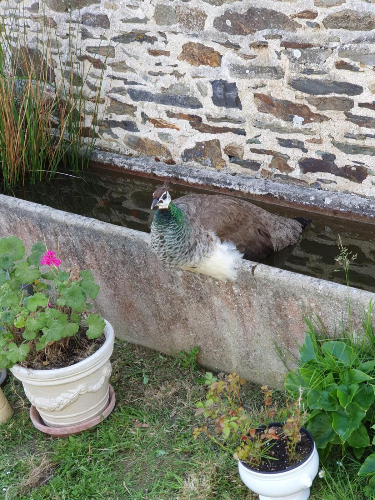 La Ferme De Lec'H Hameury Bed & Breakfast Plestin-les-Greves Luaran gambar